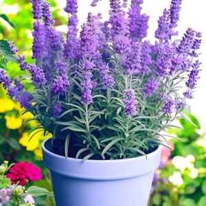 Lavender Live Plant