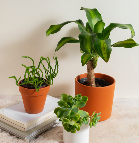 plants in plant sop