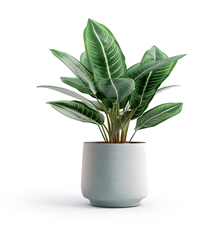 indoor plant in online plant store