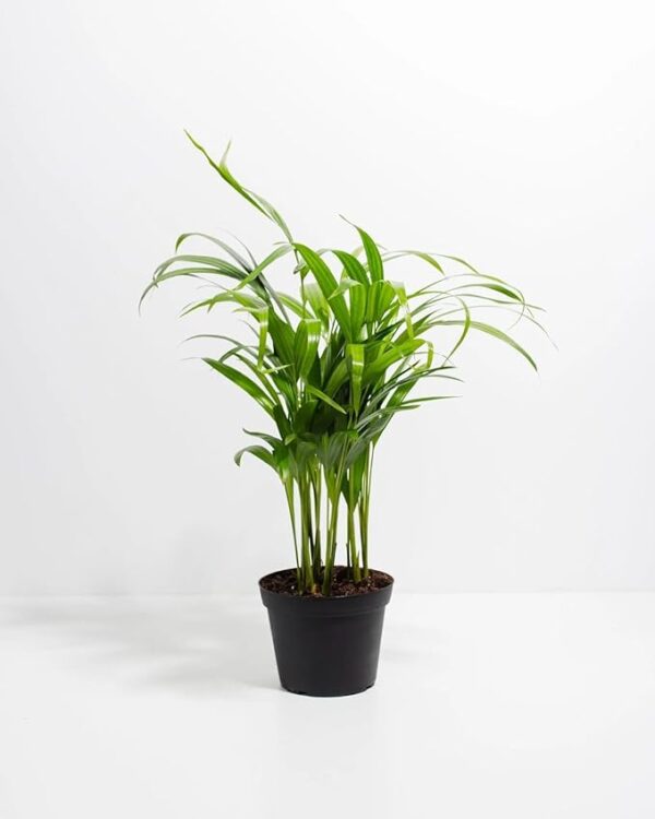Dream big shop Areca Palm Air Purifier Live Plant Natural Indoor - Image 3