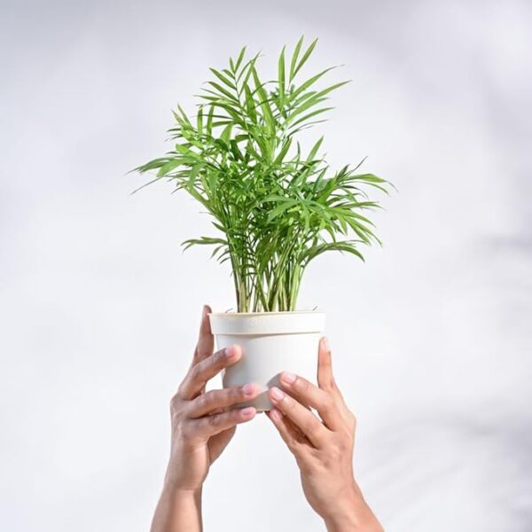 Air Purifying Bamboo Palm Live Plant With Grow Pot for indoor decor - Image 2