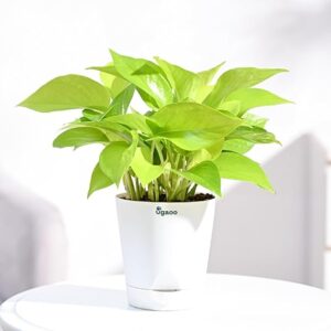 Golden Money Plant