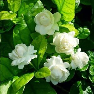 White Mogra Jasmine Plant
