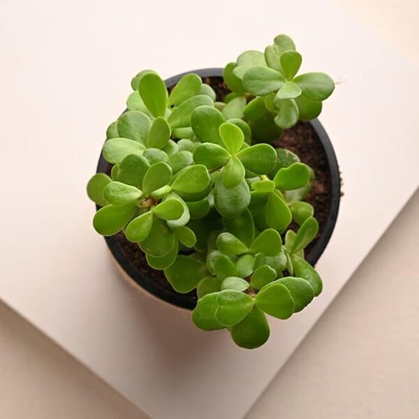 Ugaoo Good Luck Jade Plant Live Jade Plant in Jute-Wrapped Pot - Image 2
