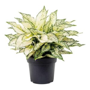 Aglaonema Outdoor Plant