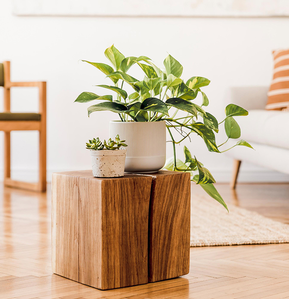 buy plant online