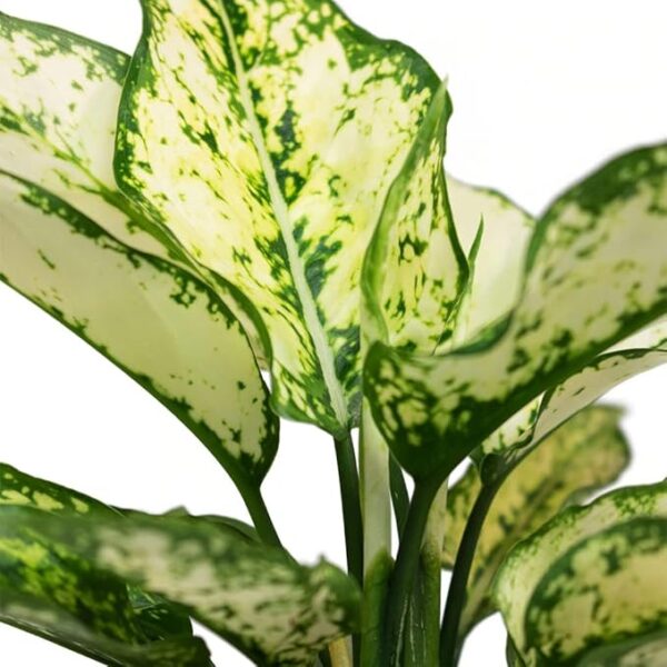Garden Art Live Aglaonema | Natural Outdoor Plant with Grower's Pot - Image 3