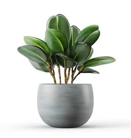 outdoor plant in online plant store