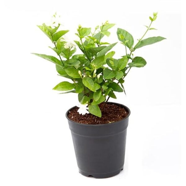 Kalfo White Mogra Live Plant White Jasmine Flower Outdoor Plant - Image 3