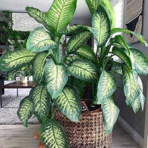 Dieffenbachia Air Purifier Plant