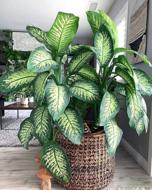 Dieffenbachia Air Purifier Plant