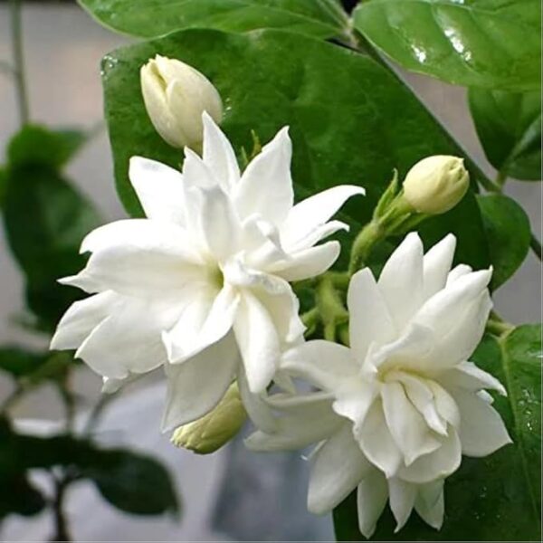 Kalfo White Mogra Live Plant White Jasmine Flower Outdoor Plant - Image 2