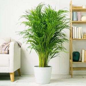 Areca Palm Indoor Plant