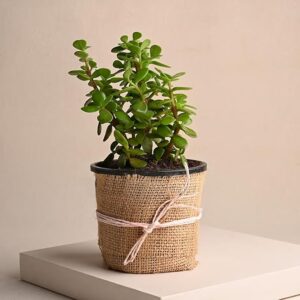Good Luck Jade Plant