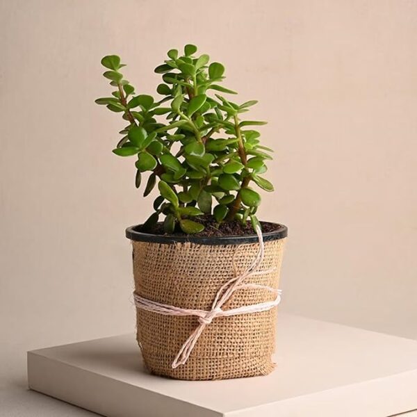 Good Luck Jade Plant